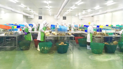 泰國榴蓮果肉果皮分揀生產15°C-20°C