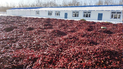 內蒙有機色素速凍儲藏，速凍量100噸速凍溫度-30°C